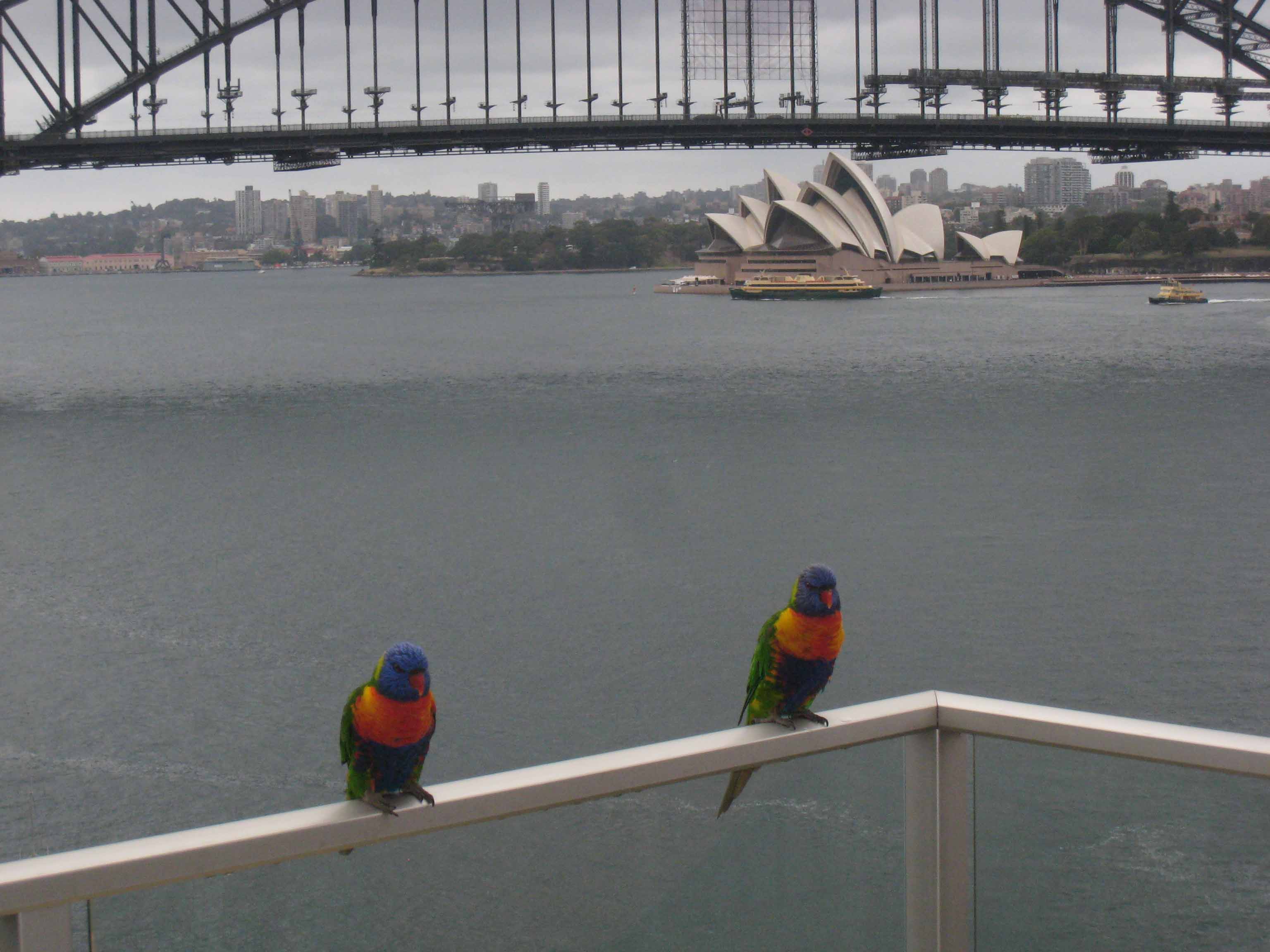 Rainbow Lorikeet